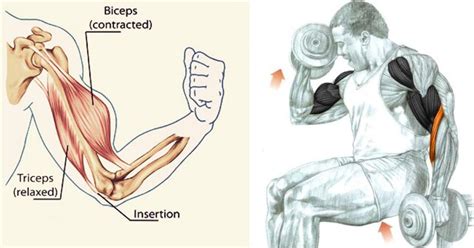 The Complete Biceps Training Guide What Why And How All