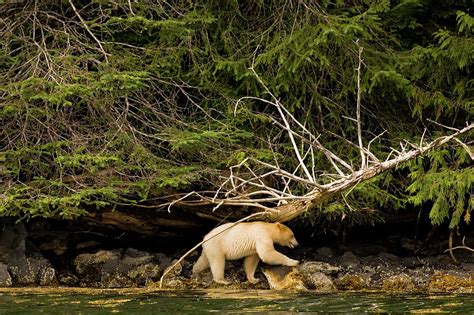 Great Bear Rainforest British Columbia Photograph By Carl D Walsh