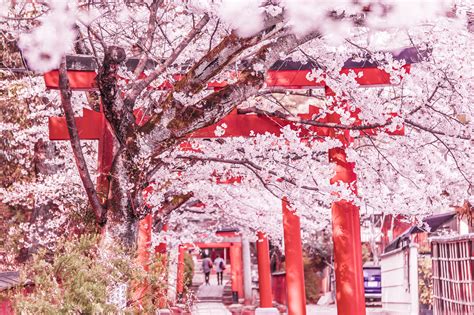 Travel Note Of Kyoto For Cherry Blossoms Part 4 Takenaka Inari Shrine