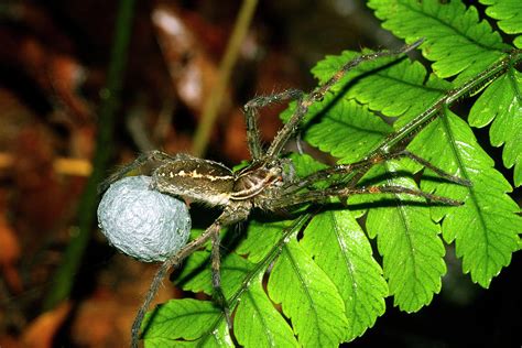 Wolf Spider With Egg Sac Photograph By Dr Morley Readscience Photo