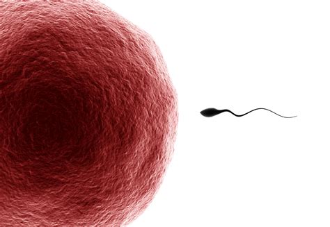 when sperm and egg aren t bedfellows the whnp role in helping families conceive women s