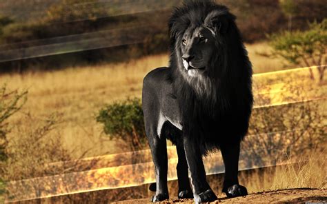 Photo Shopped Lion Unverifiable Reports Of Black Dark Brown And