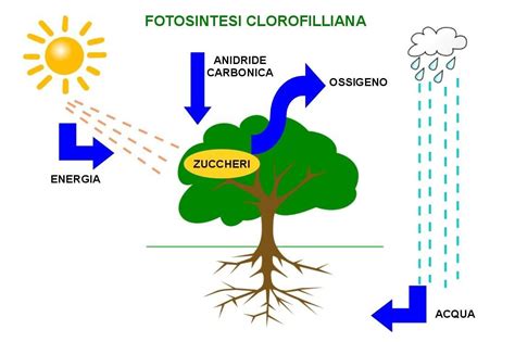 La fotosintesi clorofilliana è quel processo che permette alle piante di trasformare anidride carbonica (co2) combinata ad acqua (h2o) in glucosio (c6h12o6) trattandosi di un argmento normalmente trattato con bambini della scuola primaria, è importante stimolare in loro l'apprendimento tramite. Risultati immagini per fotosintesi clorofilliana scuola ...