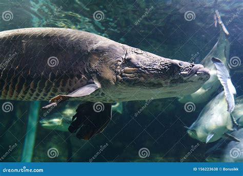 Head Of Arapaima Arapaima Gigas Also Known As Pirarucu In Their