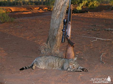 Hunting Feral Cat In Australia