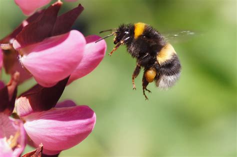 Crops that they pollinate include squash, tomatoes, cherries, blueberries, and cranberries. The 10 Most Important Native Pollen Bees