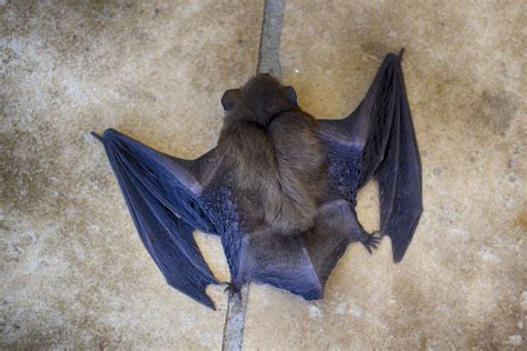 What Repels Bats Omnis Pest Control