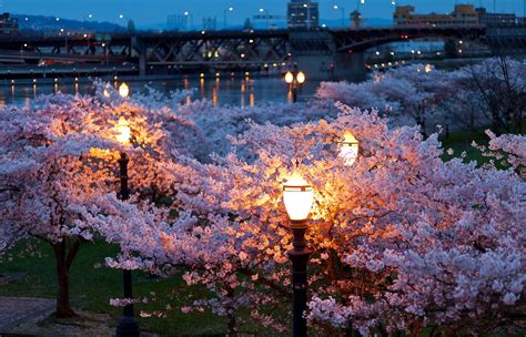 High Angle Photo Of Blossomed Sakura Trees Near Lamp Posts And A Steel