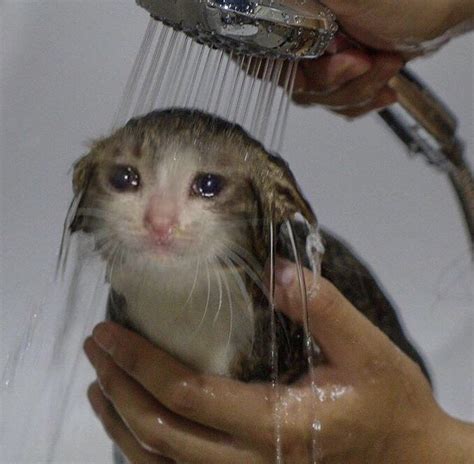 A Sad Cat Crying While He Is Taking A Cutie Frickin Bath Rsadcats