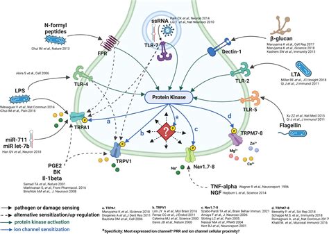 Frontiers Pathogen Recognition By Sensory Neurons Hypotheses On The