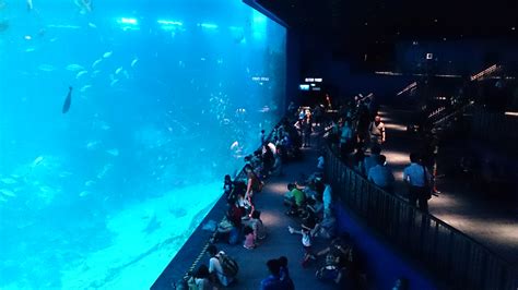 2024 Sea Aquarium Ticket Sentosa Singapore Ami Travel And Tours