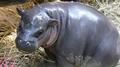 Toronto Zoos Baby Hippo Named Penelope Rci English