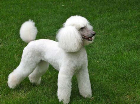 Goldendoodle Haircuts That Will Make You Swoon