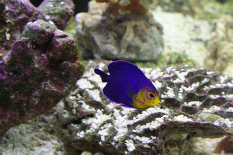 Although angelfish belong to the cichlid family with most cichlids being known for their aggression, angelfish are actually not aggressive fish. Pygmy (Cherub) Angel | Fish pet, Reef aquarium, Animals