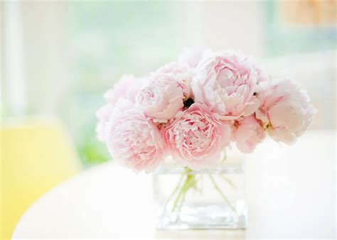 Download this free vector about collection of beautiful peony flowers, and discover more than 14 million professional graphic resources on freepik. Peony Flower Wallpapers - Wallpaper Cave