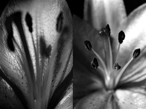 Edward henry weston was born march 24, 1886, in highland park, illinois. Photos by Tim: Edward Weston - Still life Research