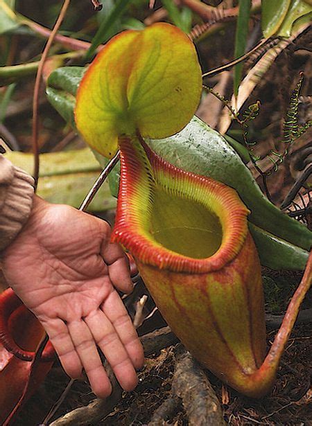 Venus fly trap, pitcher plant, monkey cup! A Giant rat-eating plant! - XciteFun.net