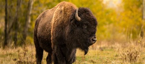 Reintroduced Bison Returning To Ancestral Haunts In Banff The
