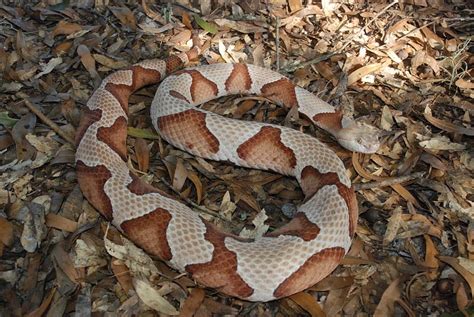 Venomous Snakes of Georgia | Snake, Snake venom, Snake lovers