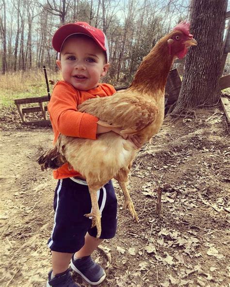 9 Moments Chickens Made The Cutest Pets