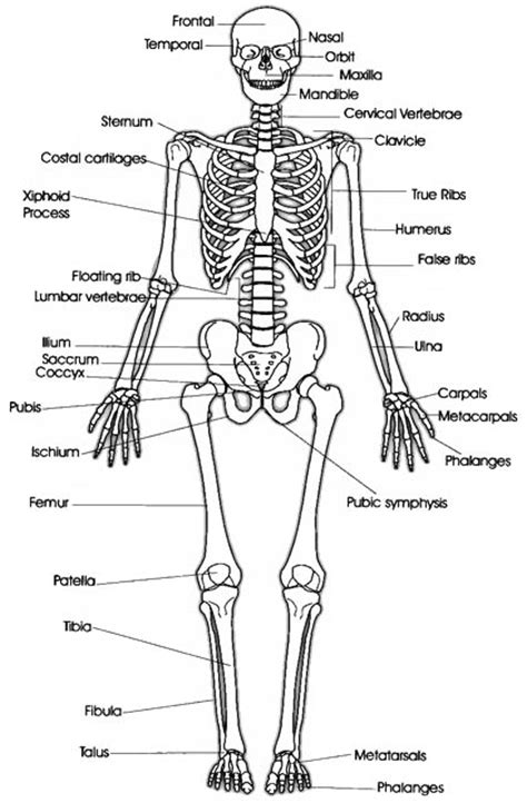 Skeletal System Human Body Find Fun Facts