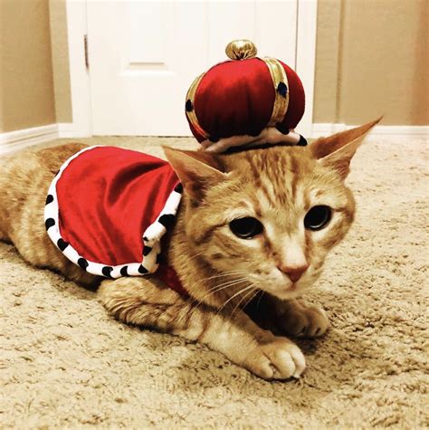 15 Halloween Costumes Your Cat Will Barely Tolerate