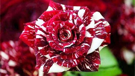 These Romantic Roses Grow With Both Red And White Petals Nature And