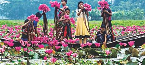Water Lily Shapla Flower National Flower Of Banglades