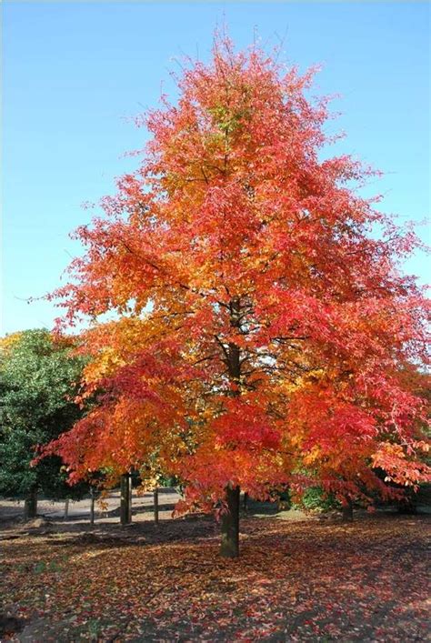 Maybe you would like to learn more about one of these? Nyssa sylvatica - Northern Irelands Specialist Tree Nursery