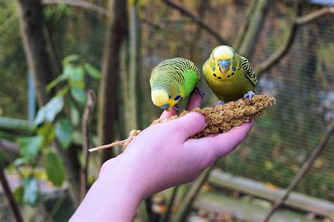 Die letzten zwei minuten sollten sie, falls sie gelegen haben, dazu nutzen, sich aufzusetzen, um den kreislauf wieder in schwung zu bringen. So hälst du einen Vogel richtig zu Hause - Ratgeber lesen