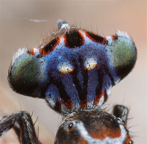 New Species Of Peacock Spider Dances For You And Sex Wired