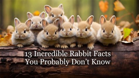 The Most Interesting Rabbit Facts In The World Youtube
