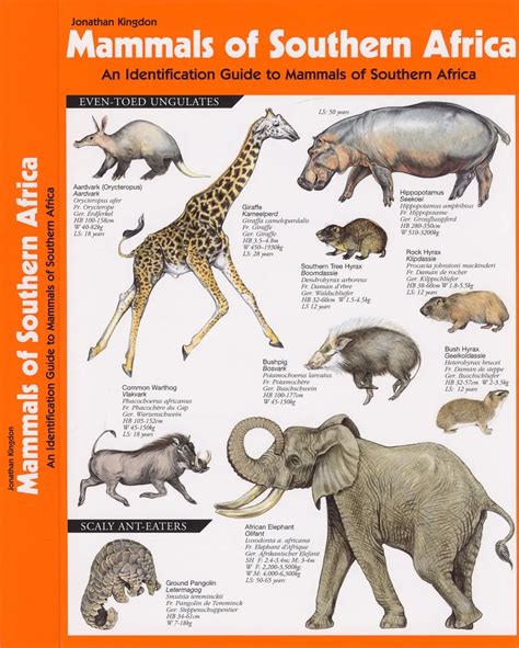 Mammals Of Southern Africa An Identification Guide Veldshopnl