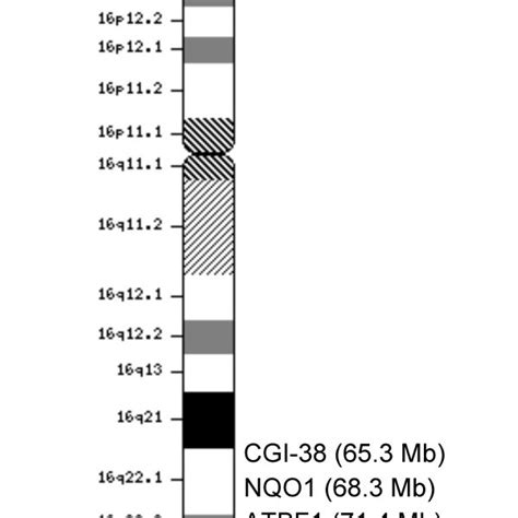 Map Of Chromosome 16 Showing The Location Of Genes Down Regulated In Download Scientific