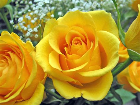Free Download Flowers For Flower Lovers Rose Flower Desktop Wallpapers