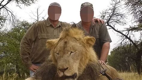 Lions Bred In Brutal ‘farms For ‘canned Hunting And Chinese Medicine