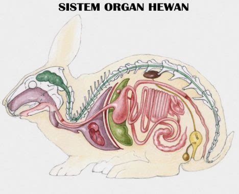 Apabila terjadi gangguan pada ginjal maka dapat dipastikan akan. Sistem Organ Manusia & Hewan : Pengertian, Macam ...