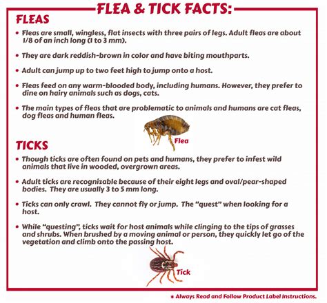 Fleas And Ticks Control Strategies And Products Maggies Farm Ltd