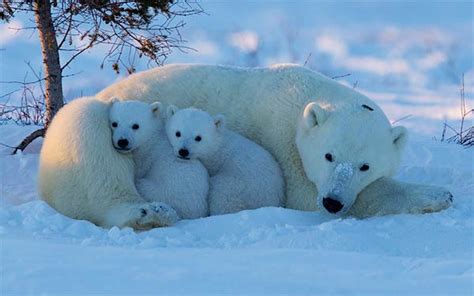 Cute Polar Bear Cubs With Mother