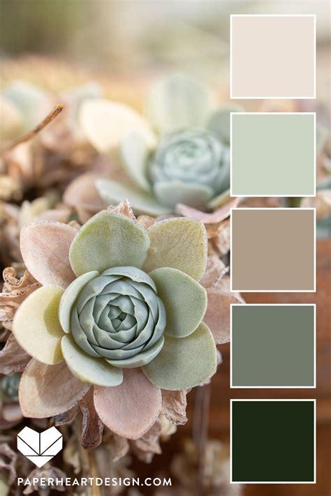 Dusty Green Neutral Color Palette Succulent Color Scheme Color