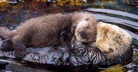I See All You Cute Baby Animals I Raise You The Love A Sea Otter Mommy