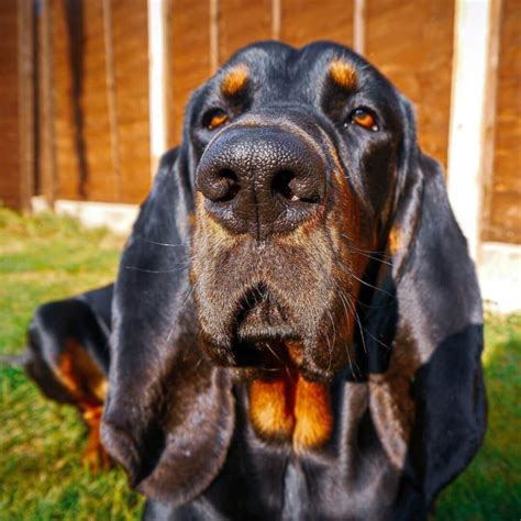 15 Interesting Facts About Coonhounds Page 5 Of 5 The Dogman