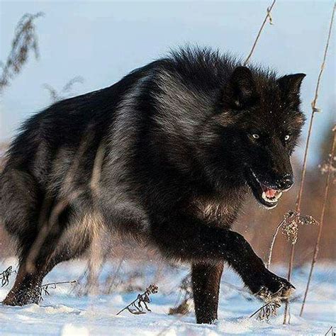 Pin By Elifaz On Wolves Wolf Dog Wolf Photography Timber Wolf