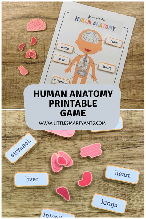 Human Body Games Human Body Activities Human Body Organs Human Body