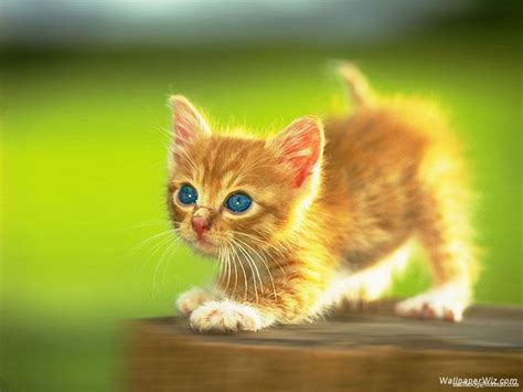 Cute Kitten Wallpapers Hd Background Images Photos Pictures Yl