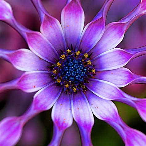 Pin On Flowers ~ Breathtaking