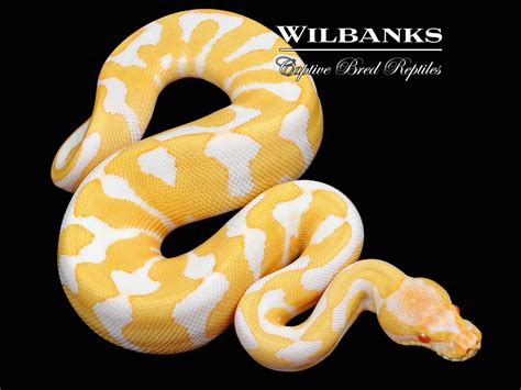 Pastel Albino Leopard Enchi Ball Python ♀ 23 Wilbanks Captive Bred