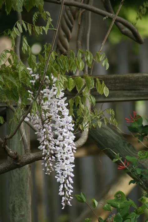 What color vine would you like?*= _ 50 do you want the vines to climb on a structure?*= () yes () no where will you plant the vine?*= _ wisteria is identified as a poisonous plant by the house rabbit society. Wisteria vine is a romantic garden beauty | HGTV