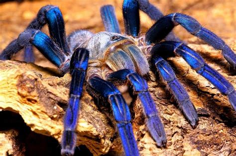 7 Best Cobalt Blue Tarantula Images On Pinterest Bugs Cobalt Blue