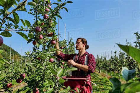 Male farmer picking apples while standing against clear sky at orchard ...